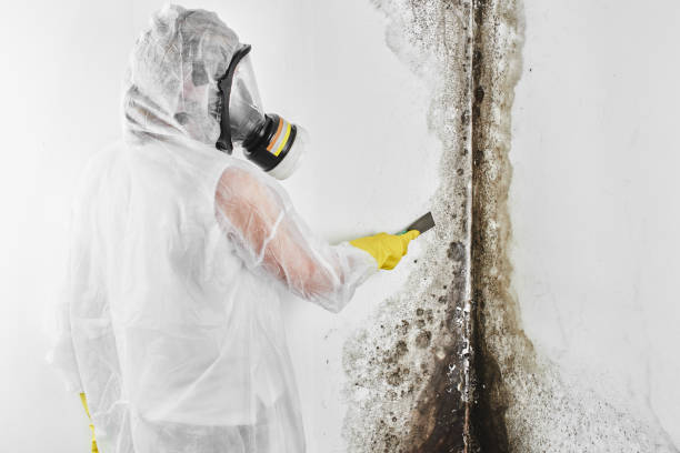 Pontotoc, MS Mold Remediation Company