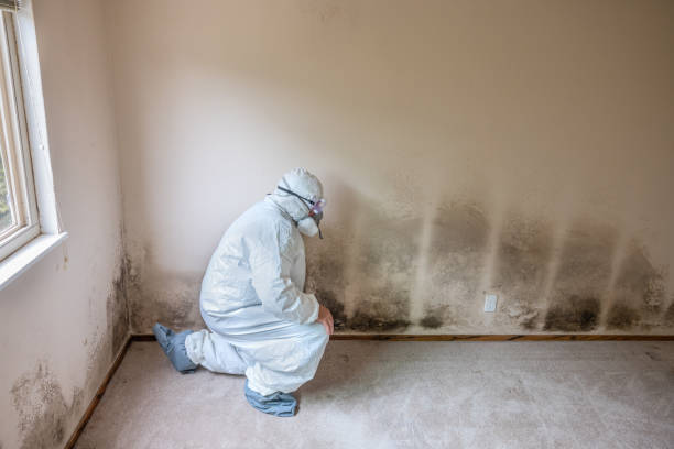 Best Mold Remediation for Schools in Pontotoc, MS
