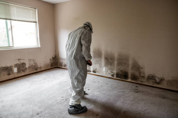 Best Bathroom Mold Remediation in Pontotoc, MS